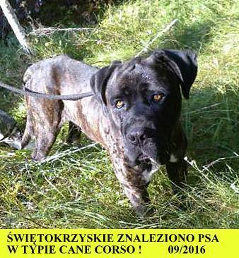 Szukamy właściciela - wyniki nie są dobre, psiak ma Babeszjozę